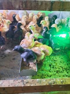 big offer australorp and rir chic foresale per pice 100