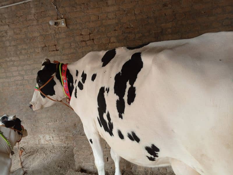 American Cow / Frizan cow for sale 0