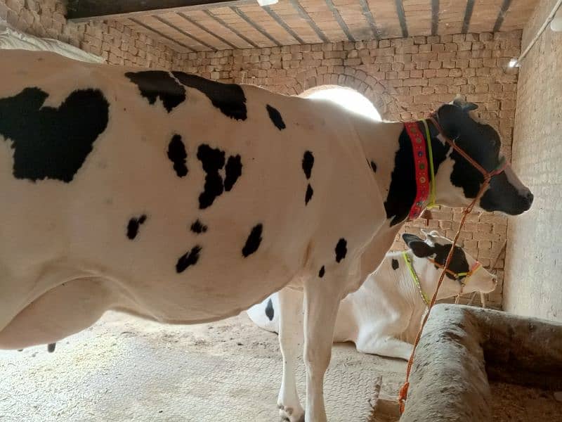 American Cow / Frizan cow for sale 1