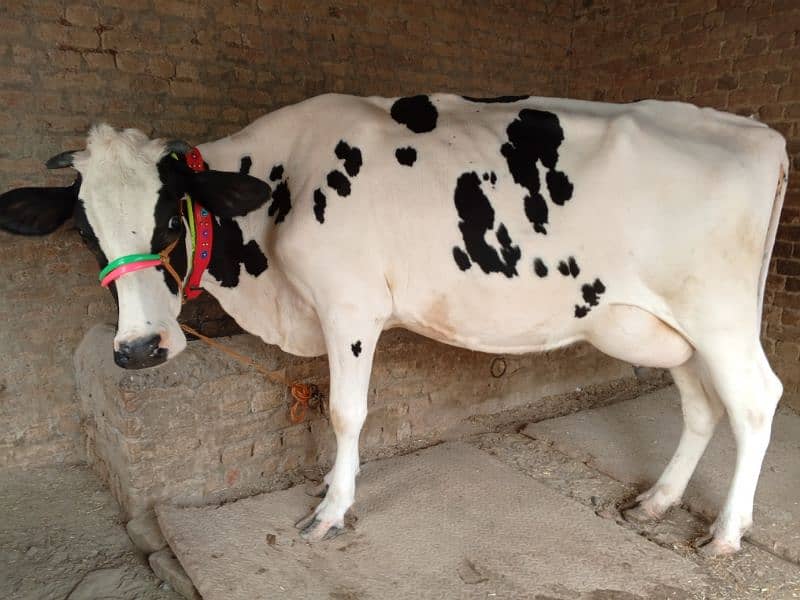 American Cow / Frizan cow for sale 2