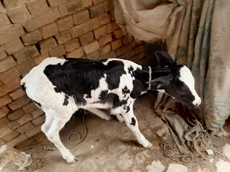 American Cow / Frizan cow for sale 3
