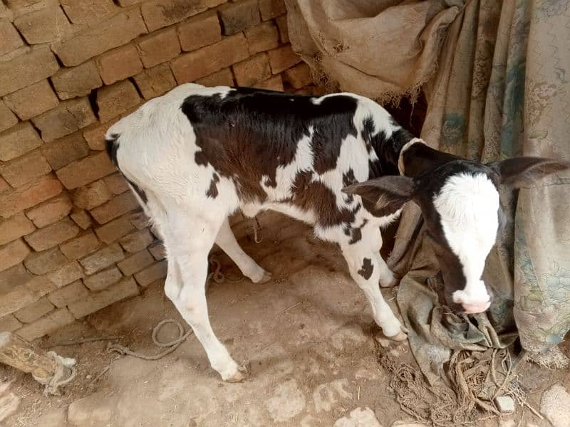American Cow / Frizan cow for sale 5