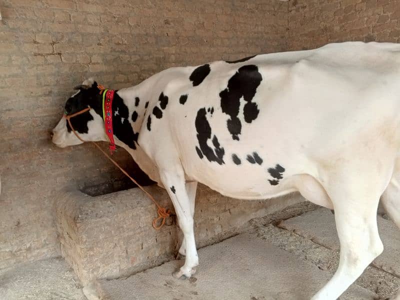 American Cow / Frizan cow for sale 6