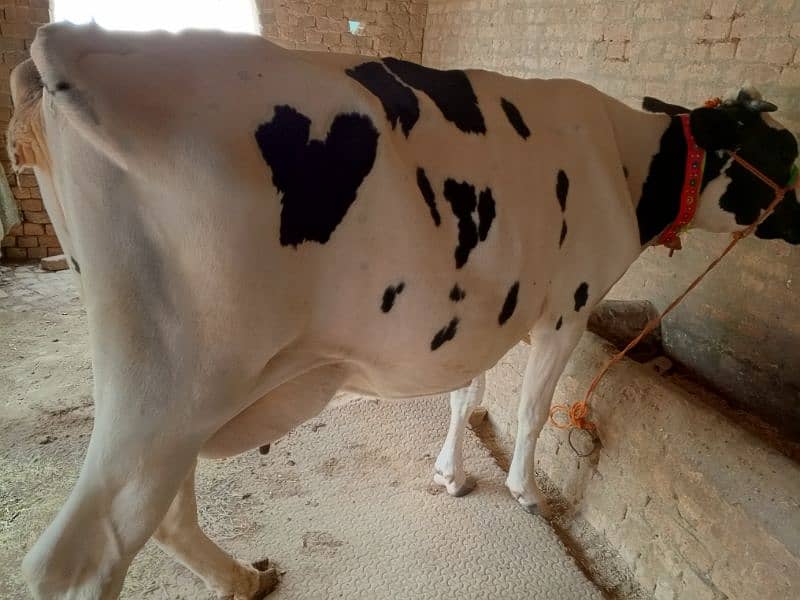 American Cow / Frizan cow for sale 7