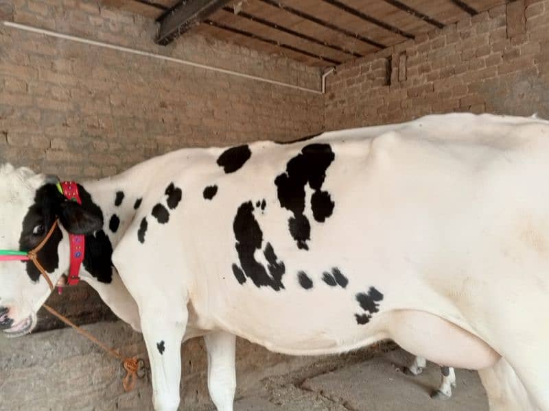 American Cow / Frizan cow for sale 8