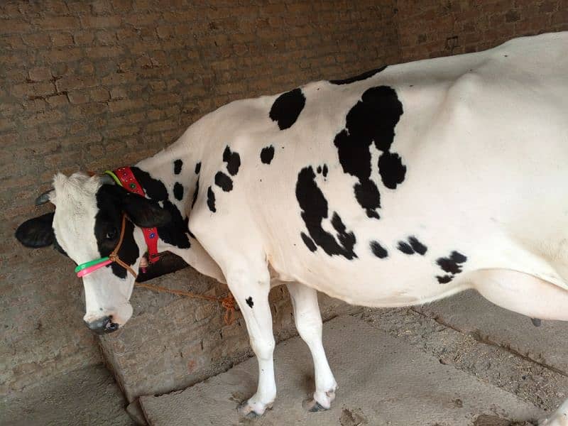 American Cow / Frizan cow for sale 9