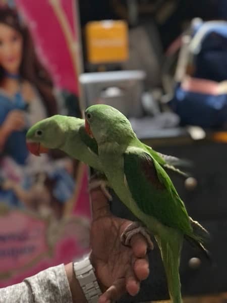 راؤ parrots for sale 4