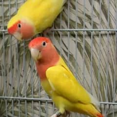 yellow love bird fischer pair