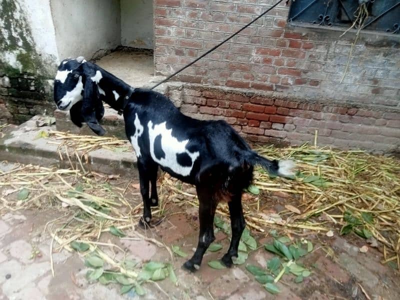 goat for sale 0