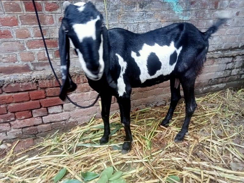 goat for sale 2