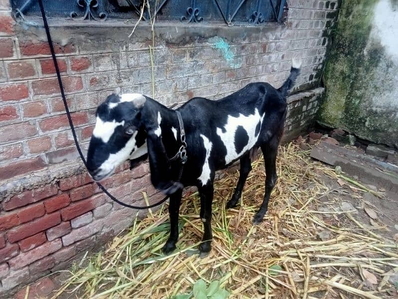 goat for sale 3