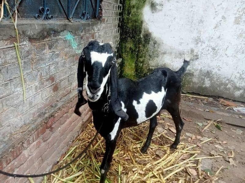 goat for sale 4