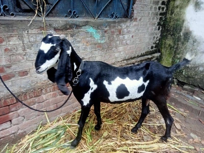 goat for sale 5