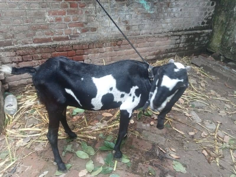 goat for sale 6