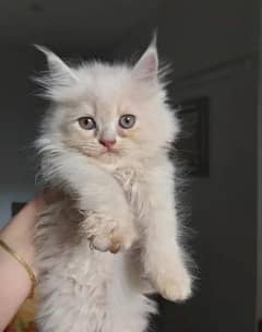 persian cute cat for sale