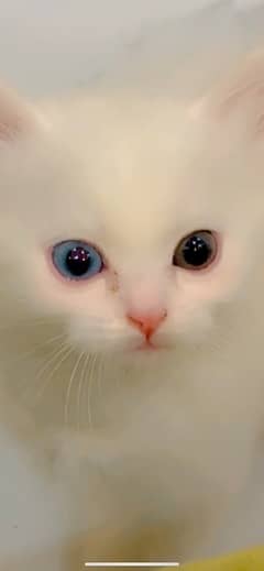 odd Eyes White Persian kitten