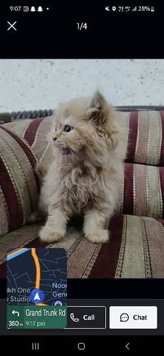 2 months old male persian  kitten, tripple coat