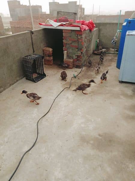 Duck for sale 4