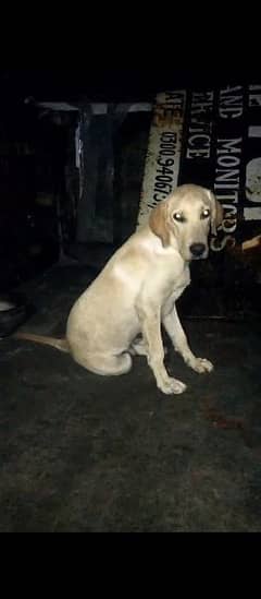 Labrador male papy urgent for sale 03041445373