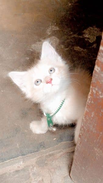 3000 beige color Persian kitten 1