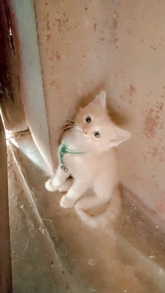 3000 beige color Persian kitten 2