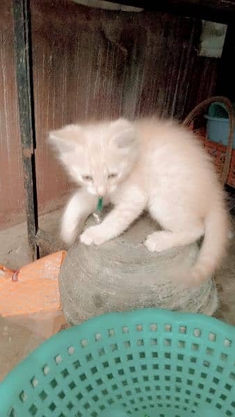 3000 beige color Persian kitten 7