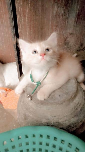 3000 beige color Persian kitten 8