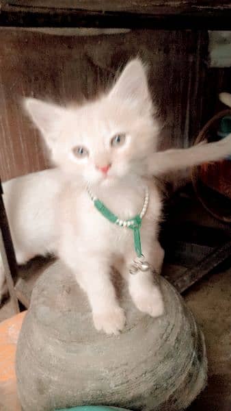 3000 beige color Persian kitten 9