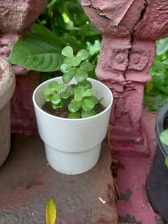 Jade plant