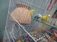 budgie two pairs