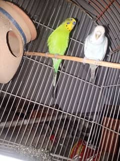 Australian bird pair with cage