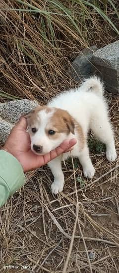 Thai Bangkaew Dog