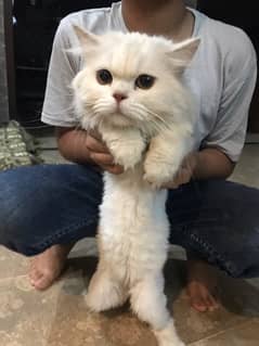 Persian Tripple Coated Female Cat