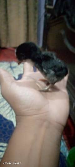 Aseel Chicks Sindhi Lakha Breed for sale