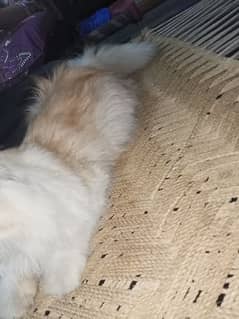 half brown and white colour Persian cat beautiful