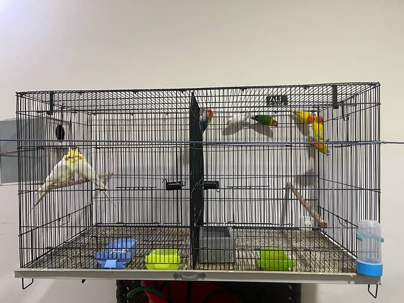 love bird and cocktail pair with cage 3