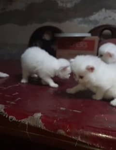 Persian cats 0