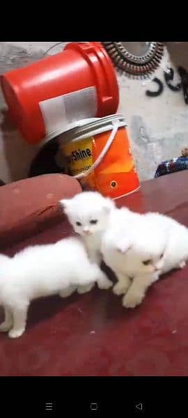 Persian cats 2