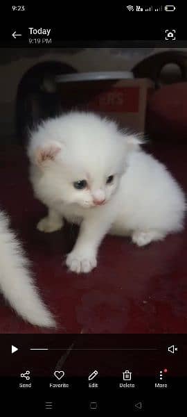 Persian cats 3