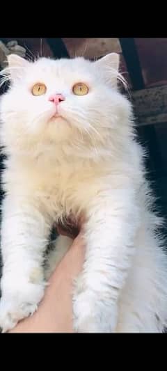 Male Persian Cat