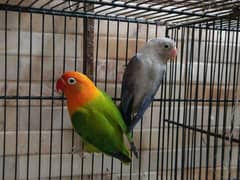Lovebird Ringneck Hogoromo Pairs With Cage
