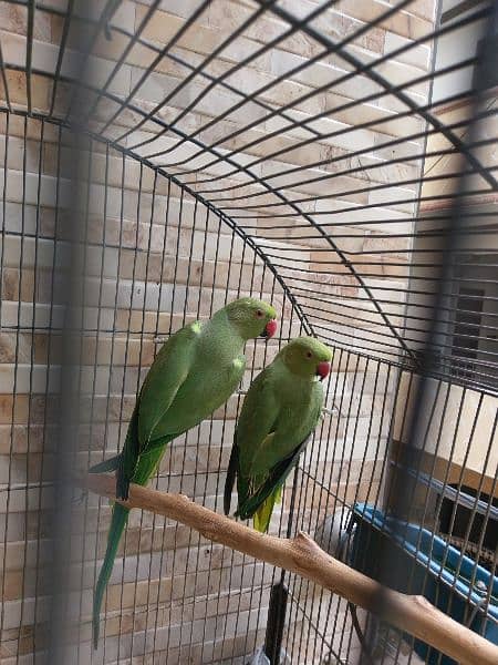 Lovebird Ringneck Hogoromo Pairs With Cage 1