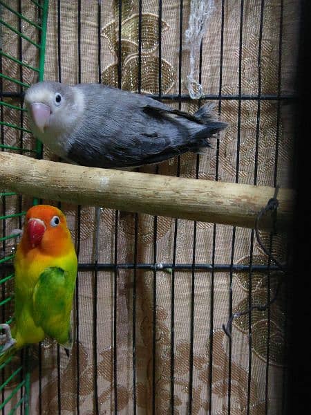 Lovebird Ringneck Hogoromo Pairs With Cage 3