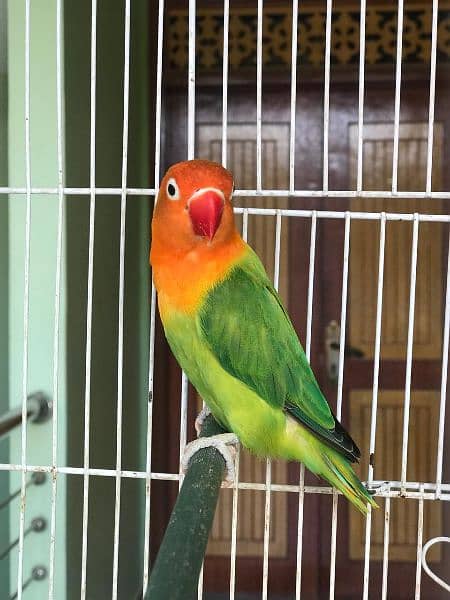 Lovebird Ringneck Hogoromo Pairs With Cage 4