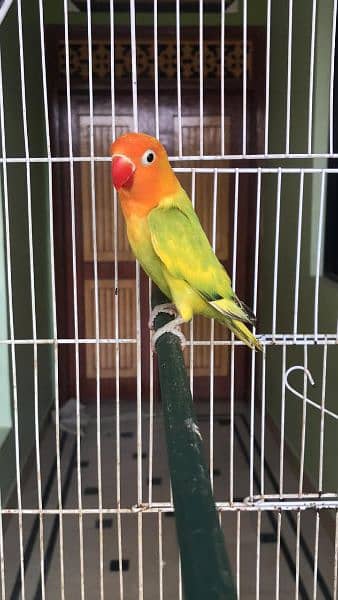 Lovebird Ringneck Hogoromo Pairs With Cage 6