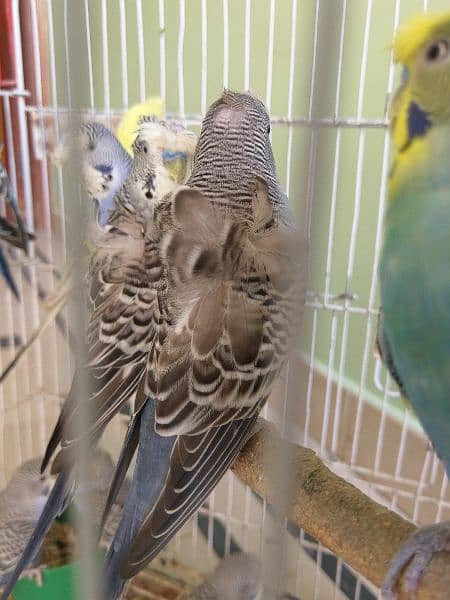 Lovebird Ringneck Hogoromo Pairs With Cage 7