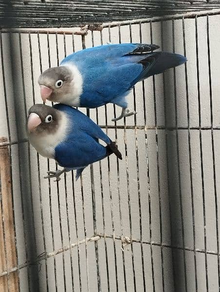 blue pasnata breeder pair 0