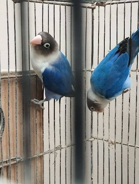blue pasnata breeder pair 2