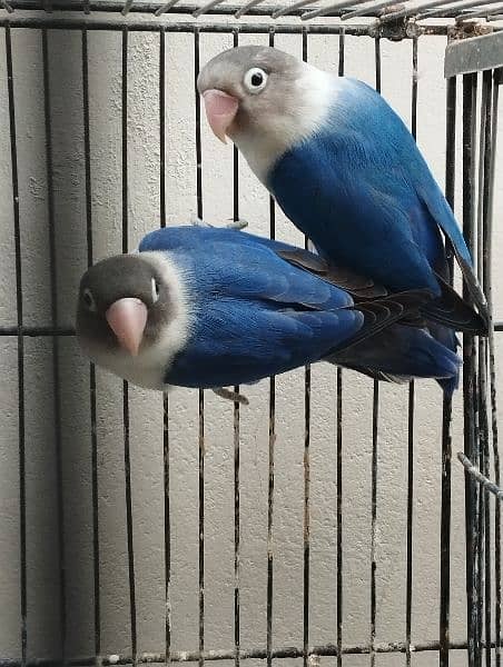 blue pasnata breeder pair 5