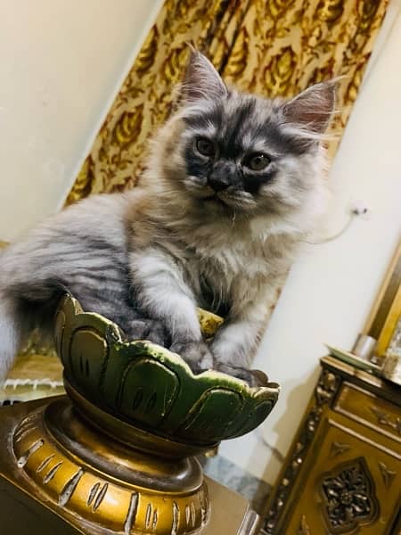Persian grey kitten 1
